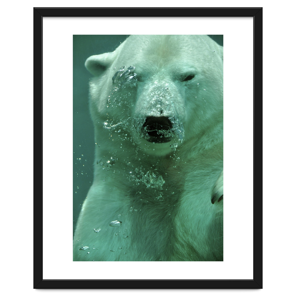 Polar Bear Under Water