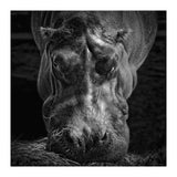 Hippopotamus (Print Only) thumbnail