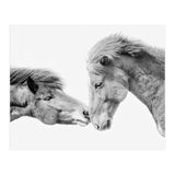 Horse Love in Iceland (Print Only) thumbnail