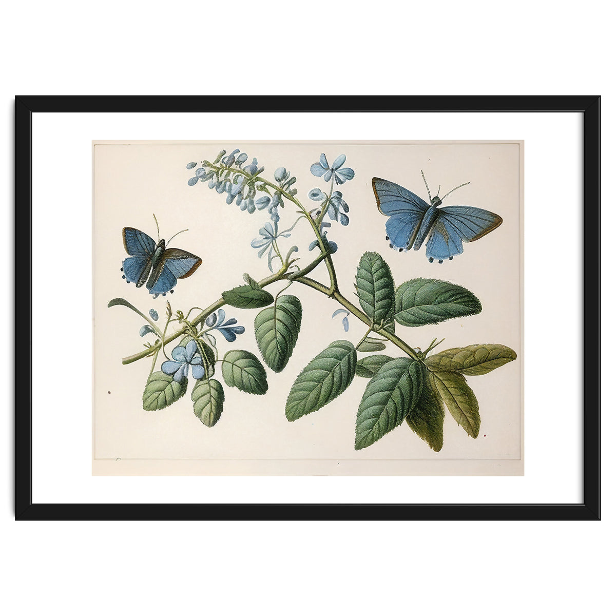 Butterflies Vintage Illustration