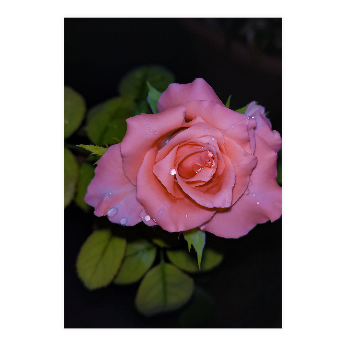Pink Dew Rose (Print Only)