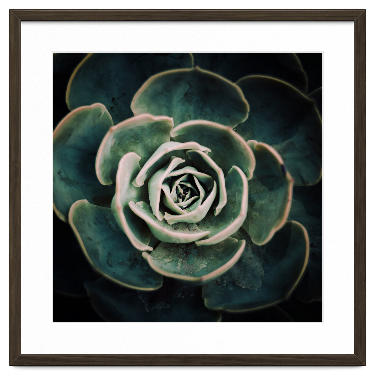 DARKSIDE OF SUCCULENTS IV-A