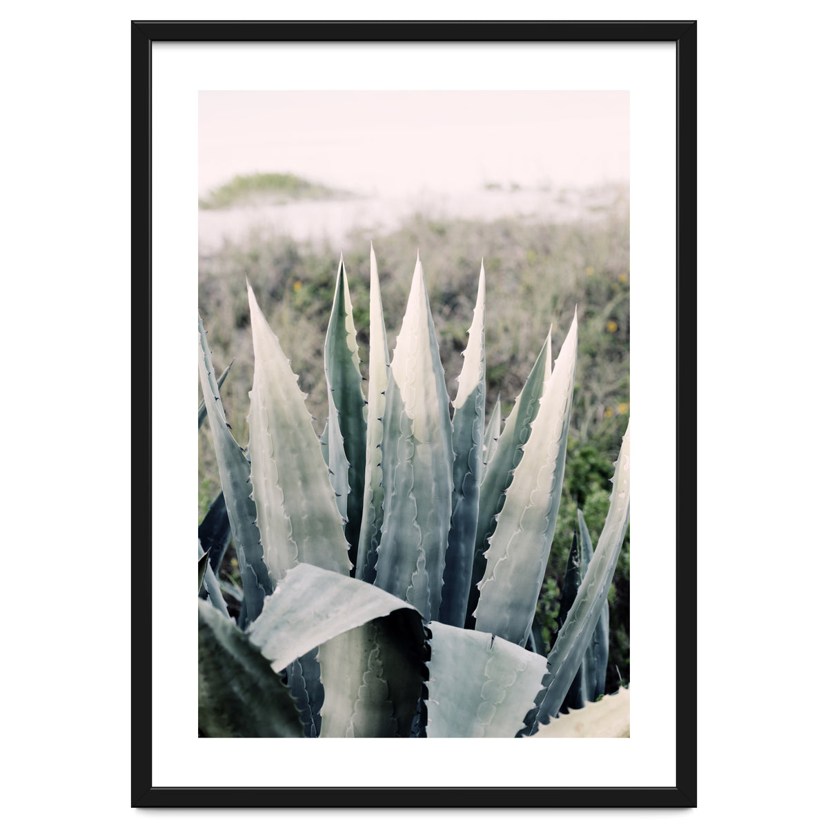 Pale Agave