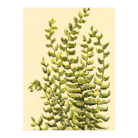 Fern (Print Only)