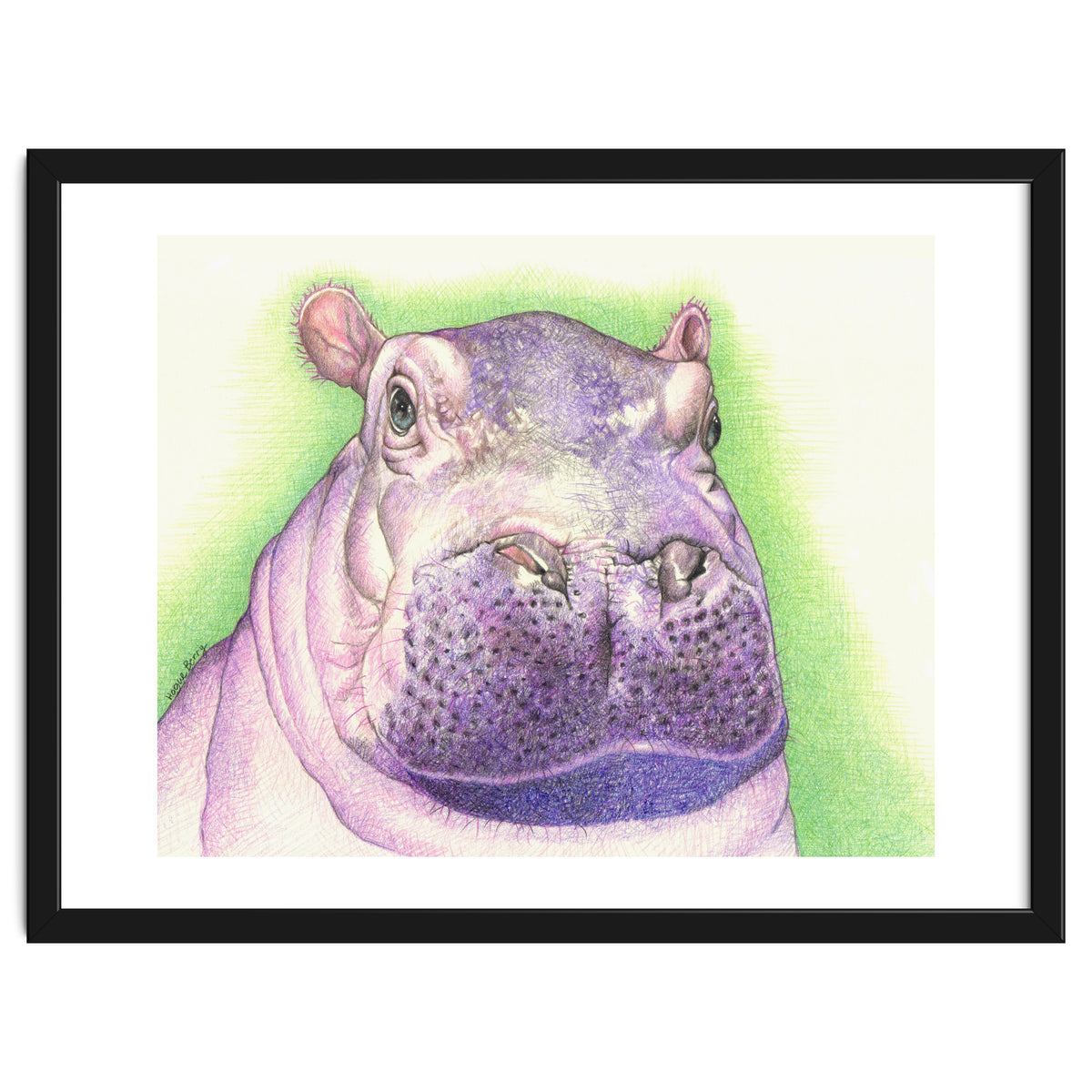 Purple Hippo