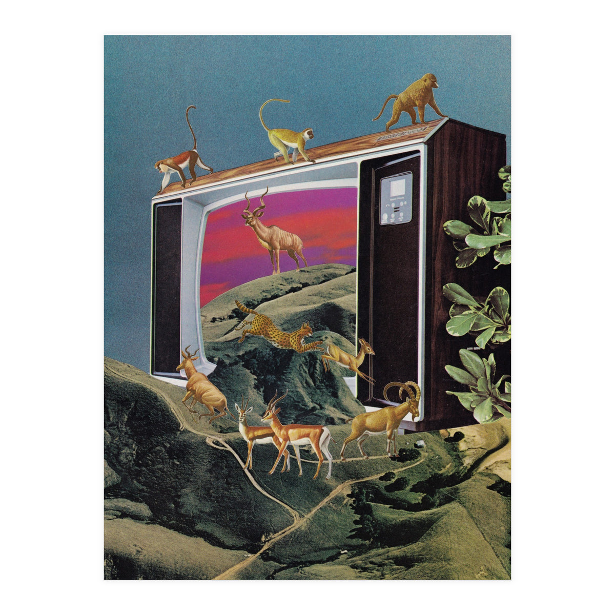 Animal Channel (Print Only)