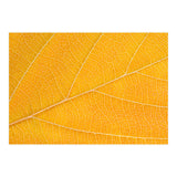 Autumn Leaf  (Print Only) thumbnail