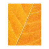 Autumn Leaf (Print Only) thumbnail
