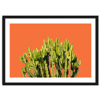 Bold Cactus