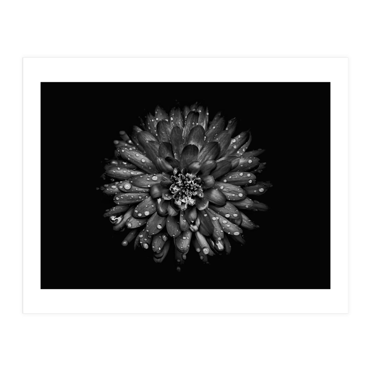 Backyard Flowers In Black And White No 45 (Print Only)