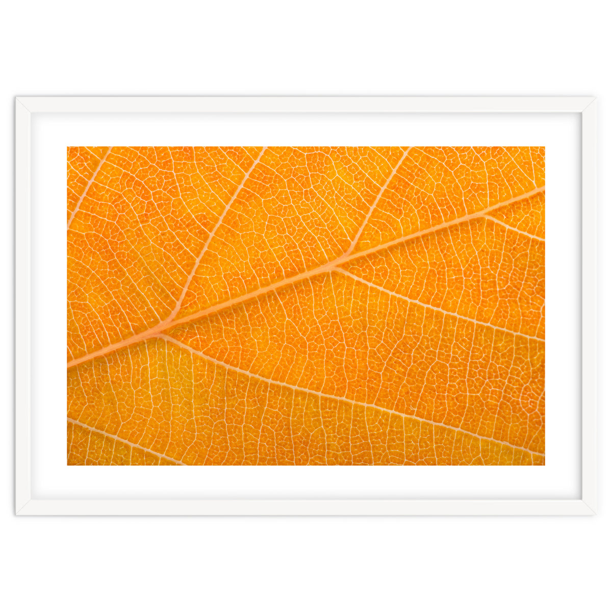 Autumn Leaf