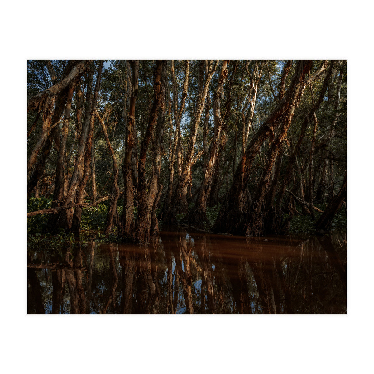 Roots Bloody Roots (Print Only)