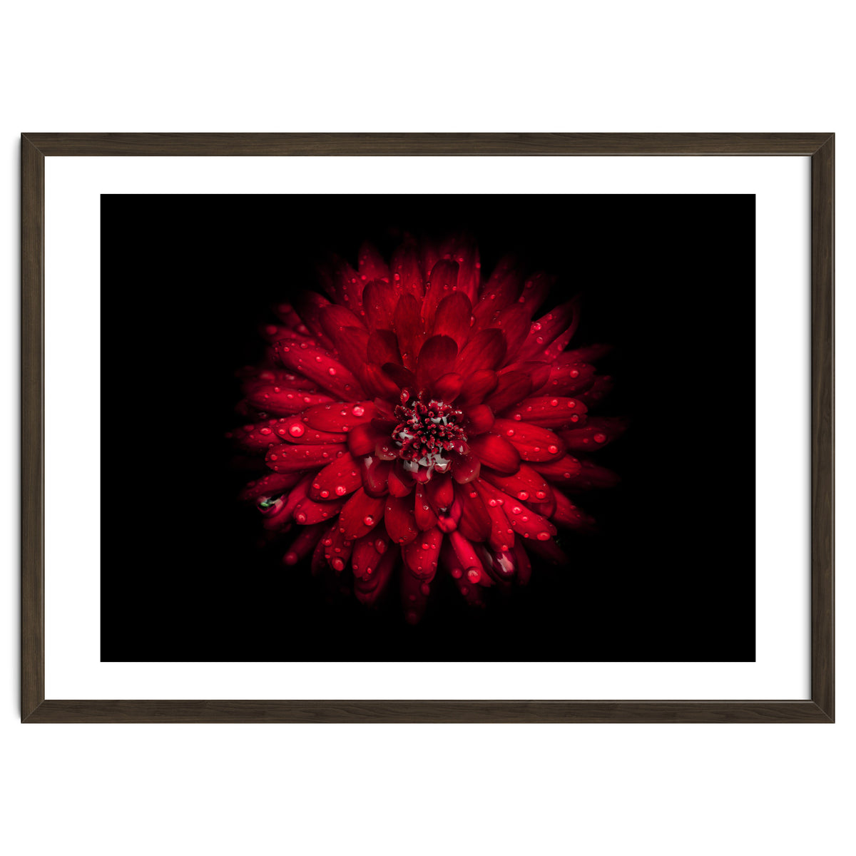 Backyard Flowers 45 Color Version