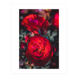 Dark Red (Print Only) thumbnail