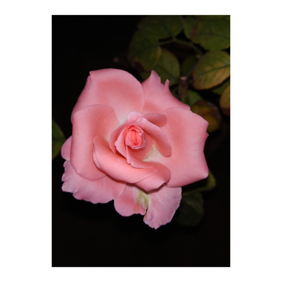 Pink Rose Floral (Print Only)
