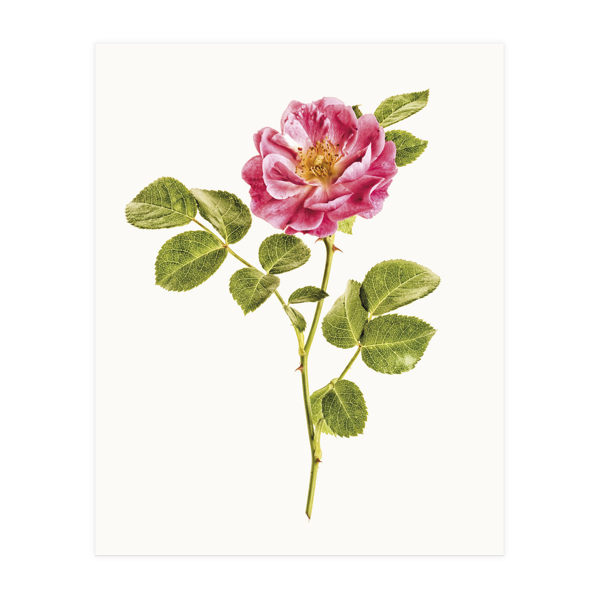 Cc Roses 06 (Print Only)