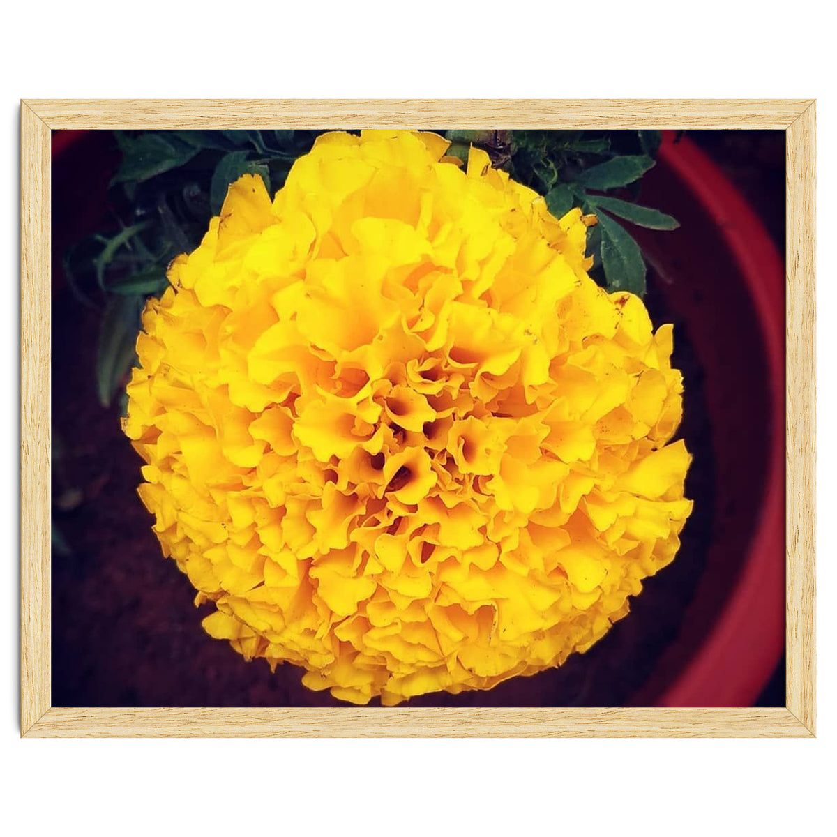 Yellow Chrysanthemum
