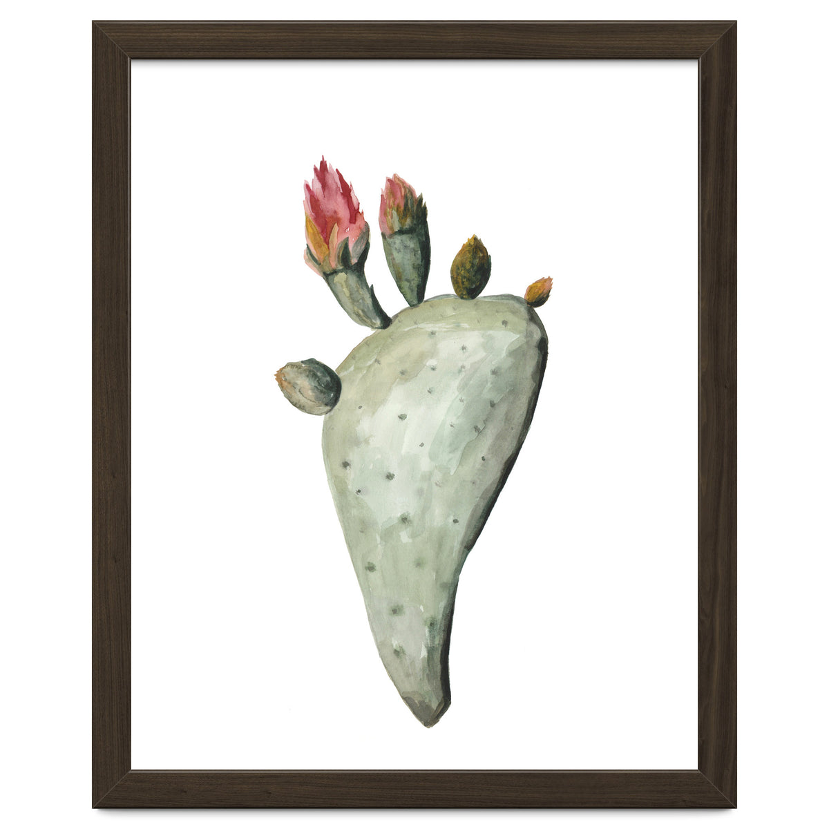 Botanical Illustration Cactus Flowers