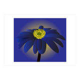 Anemone Blanda Flower Art (Print Only) thumbnail