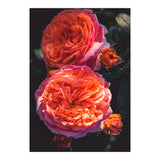 Rose Flowers  (Print Only) thumbnail