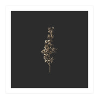 Gold Rush Botanicals - Square (Print Only)