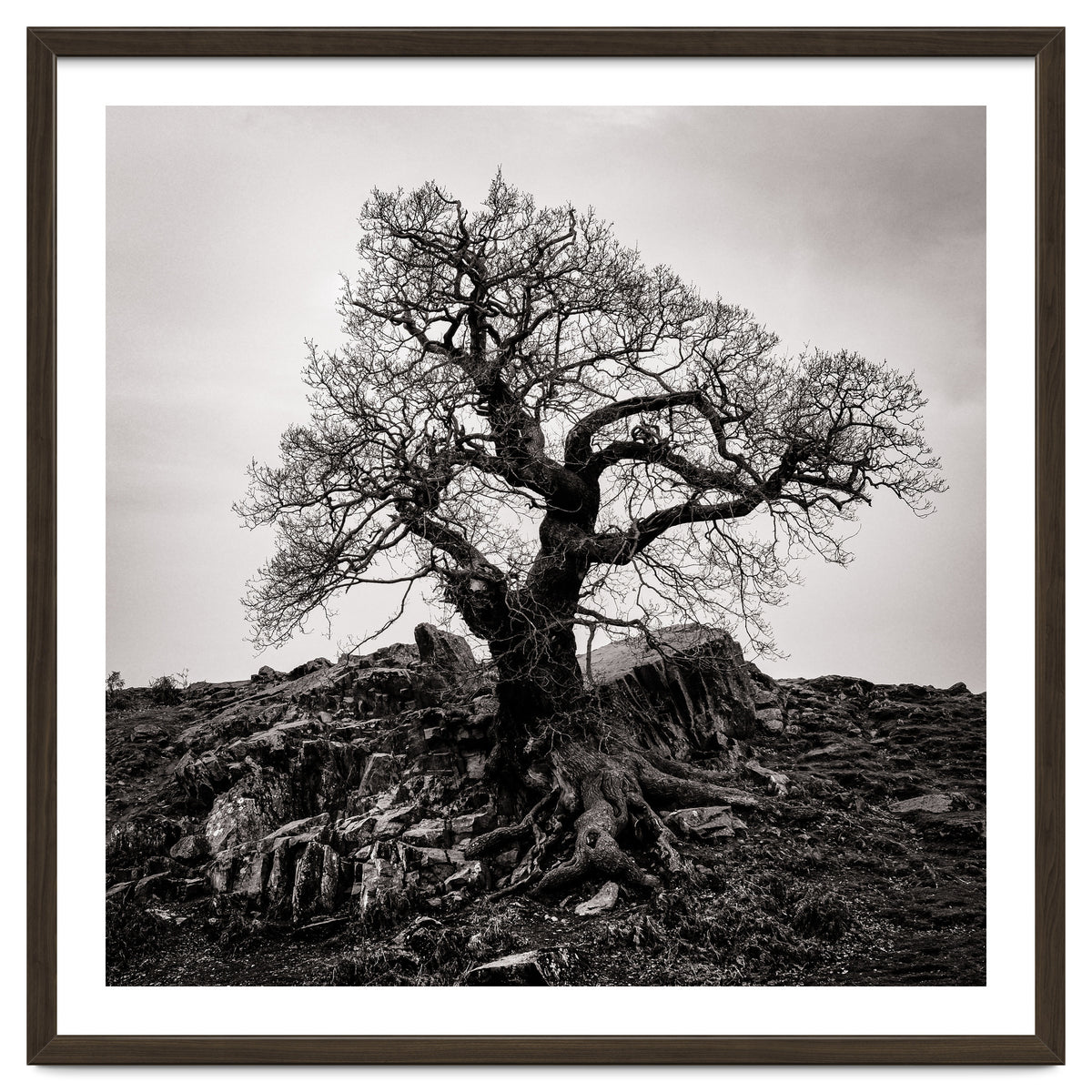 Gnarled Tree