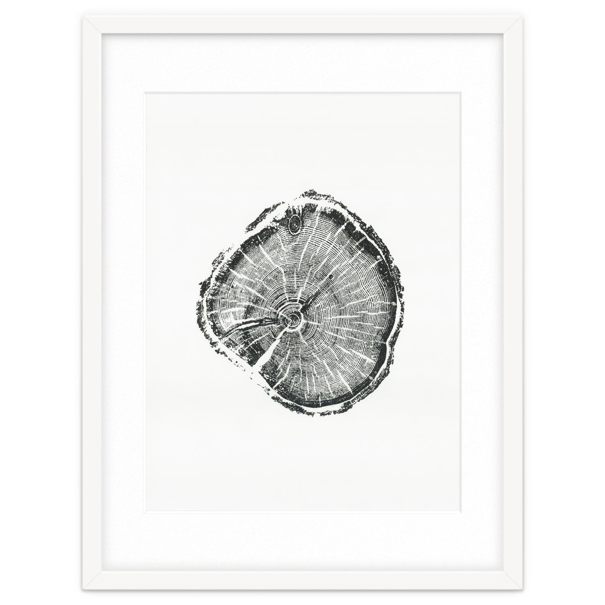 Tree Ring Print, Albion Basin, Utah, Pine Tree Print