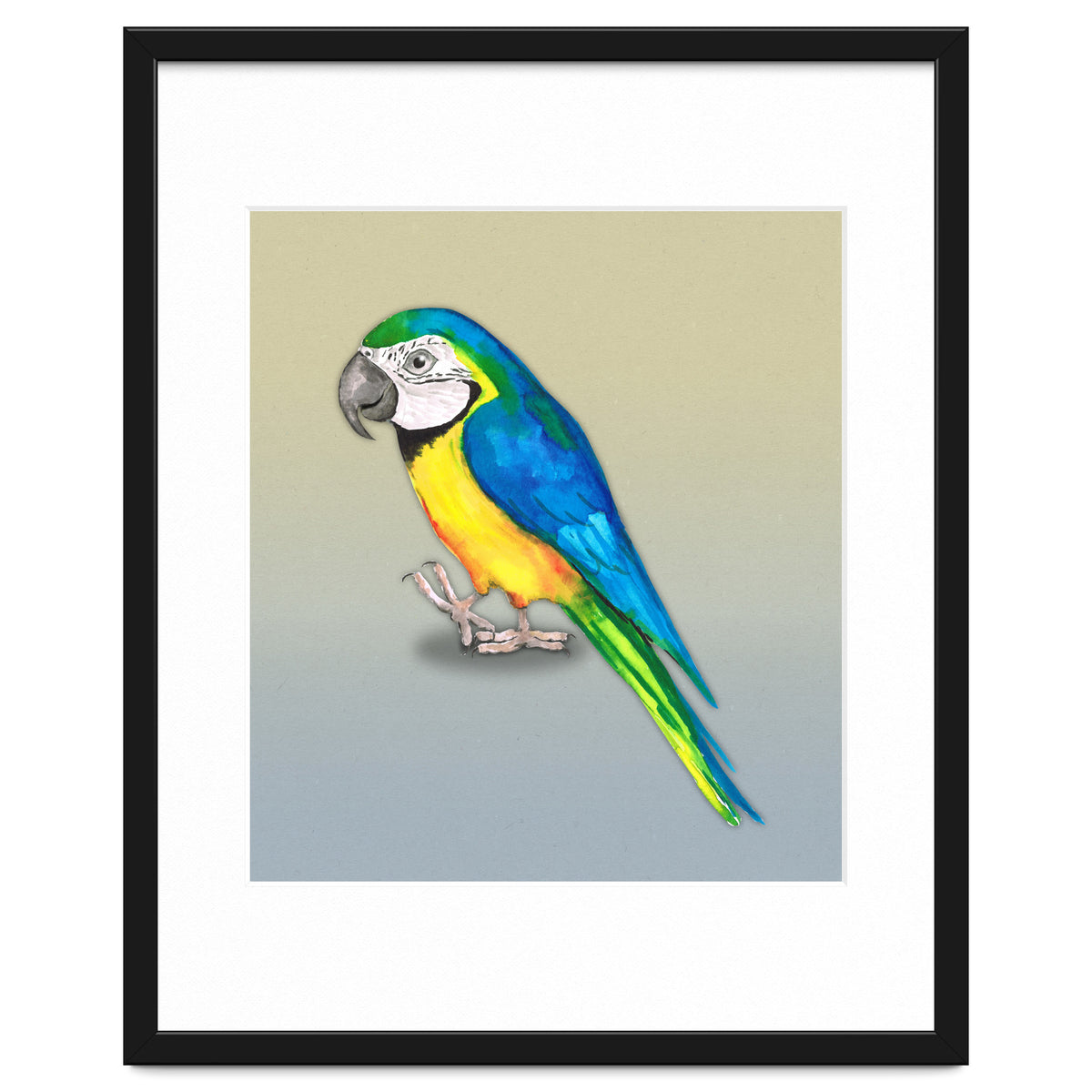 Blue and yellow macaw