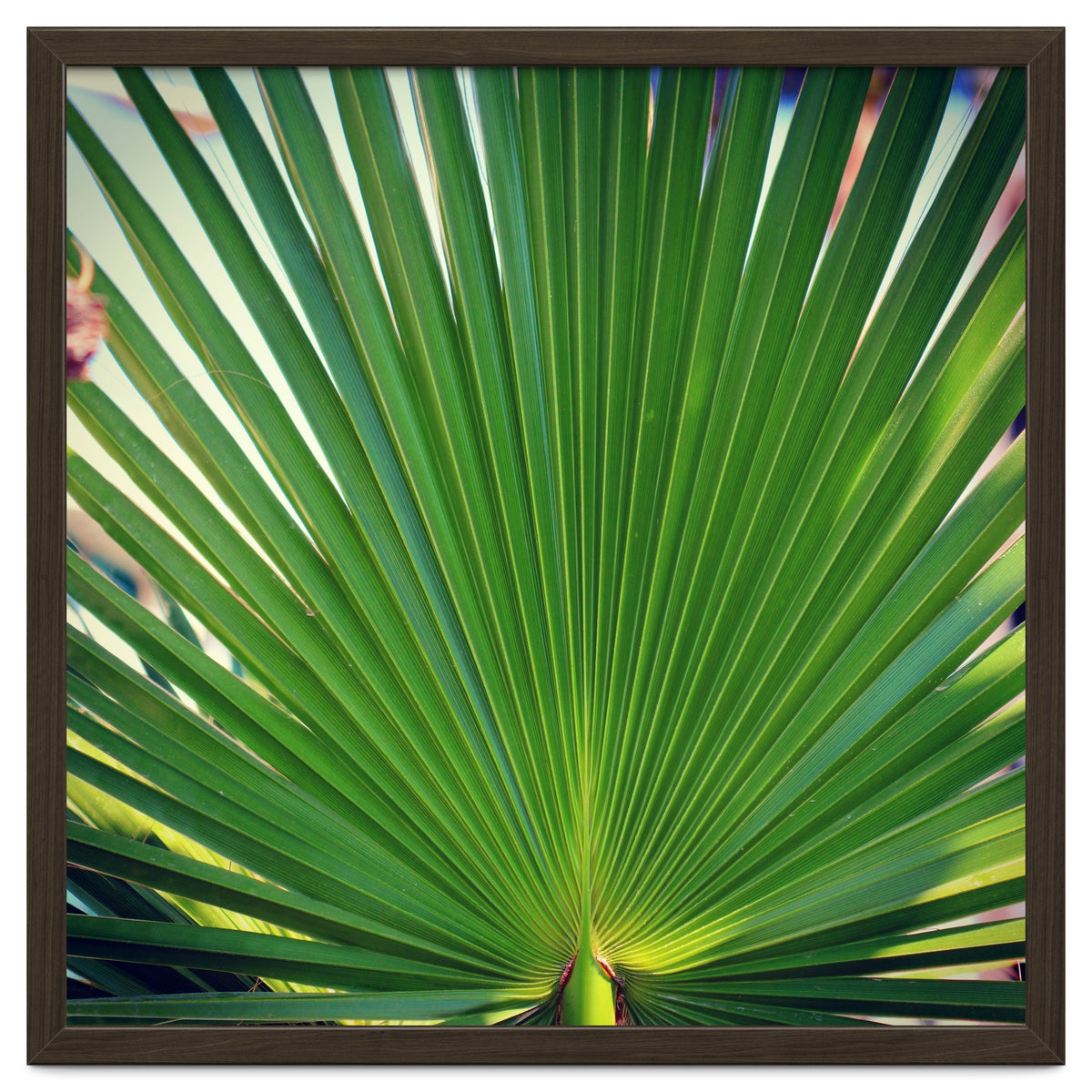 palm leaf