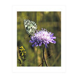 Marble white (Print Only) thumbnail