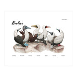Boobies (Print Only) thumbnail