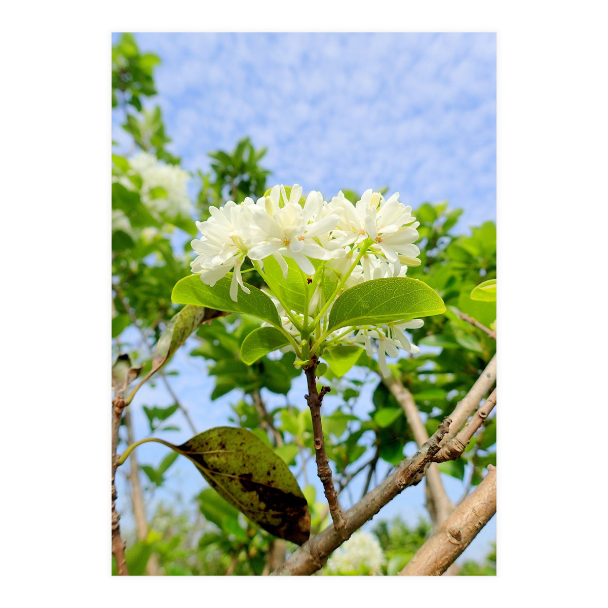 Glowing  (Print Only)