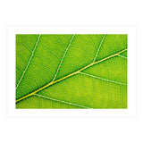 Autumn Leaf (Print Only) thumbnail