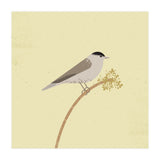 Blackcap  (Print Only) thumbnail