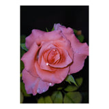 Pink Dew Rose (Print Only) thumbnail