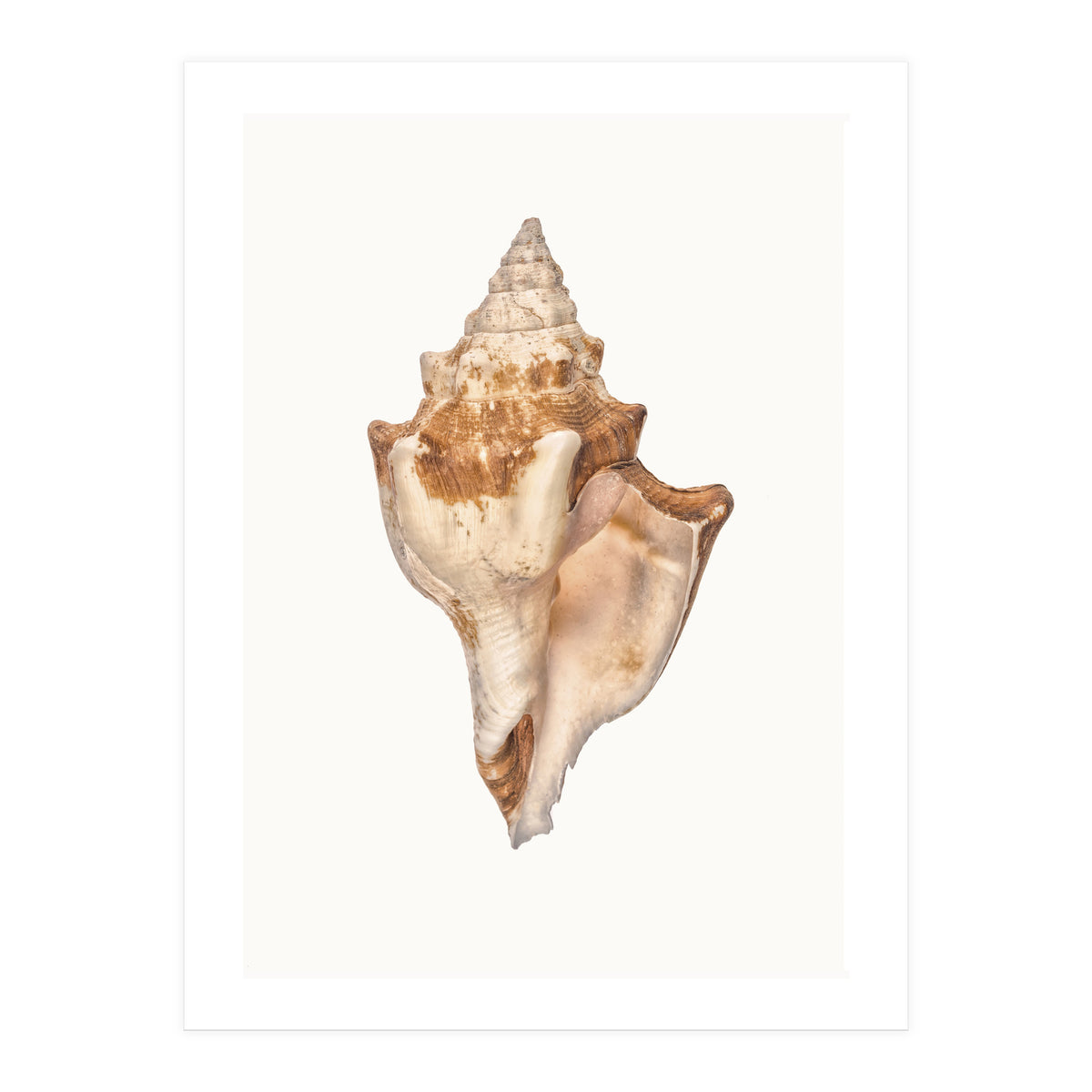 Cc Shell 01 (Print Only)