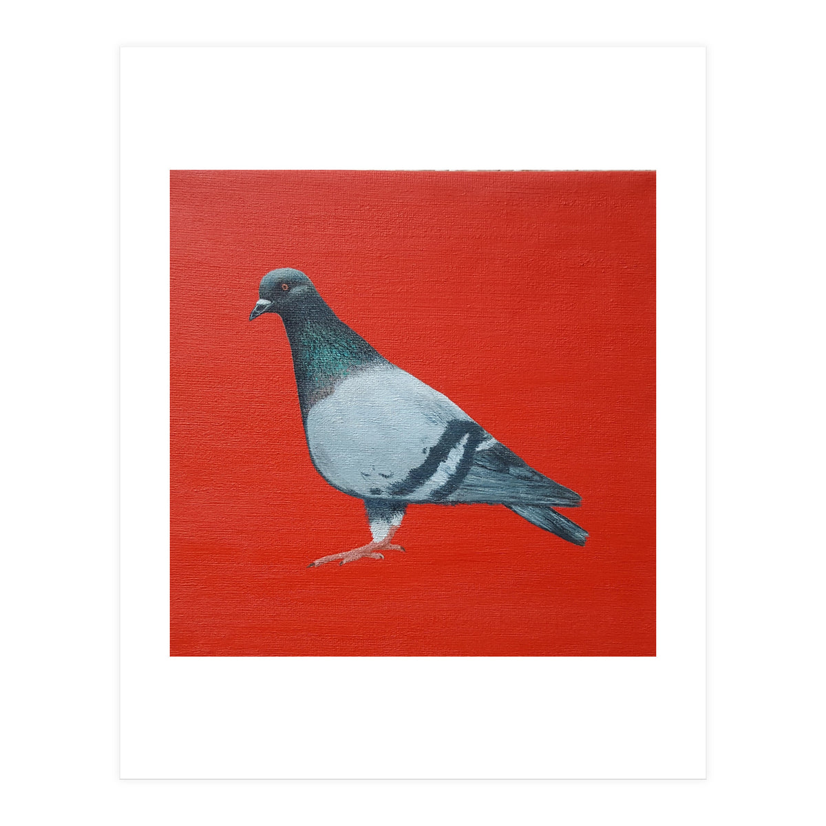 Pigeon (Print Only)