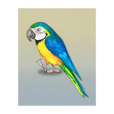Blue and yellow macaw (Print Only) thumbnail