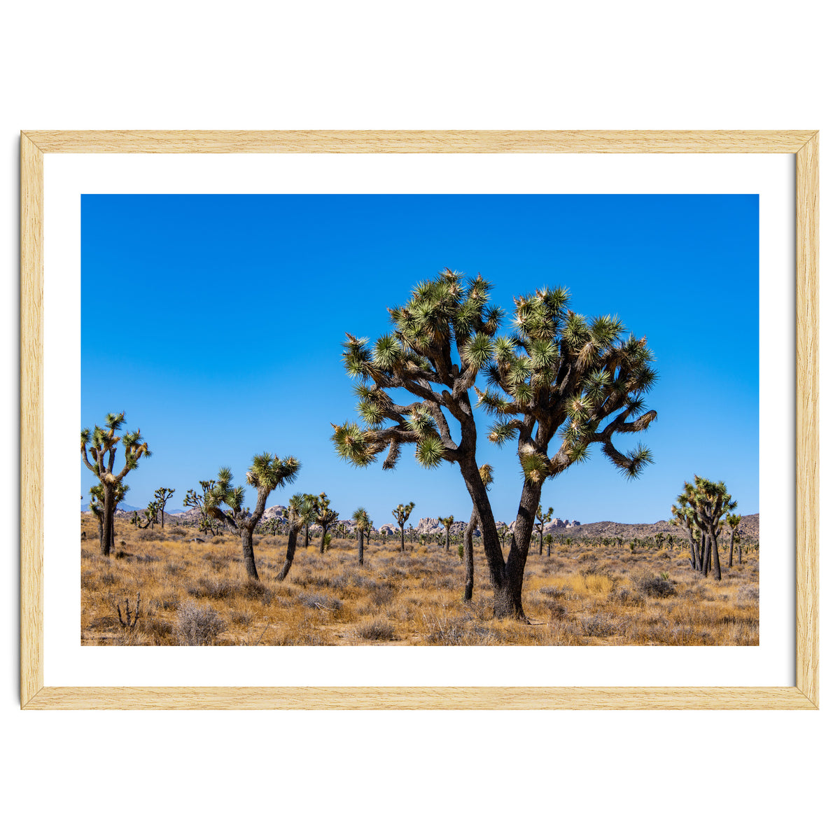 Joshua Trees
