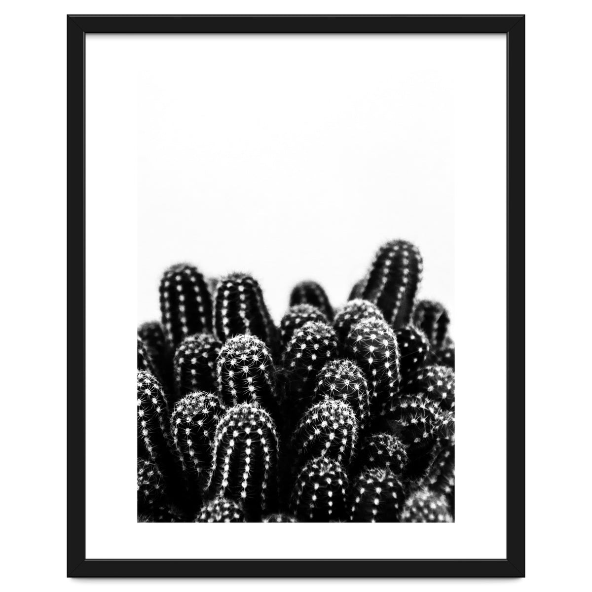 cactus nature X
