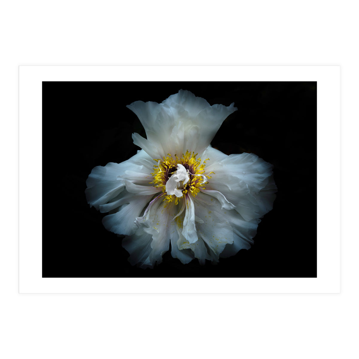 Backyard Flowers 49 Color Version (Print Only)