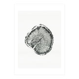 Tree Ring Print, Albion Basin, Utah, Pine Tree Print (Print Only) thumbnail