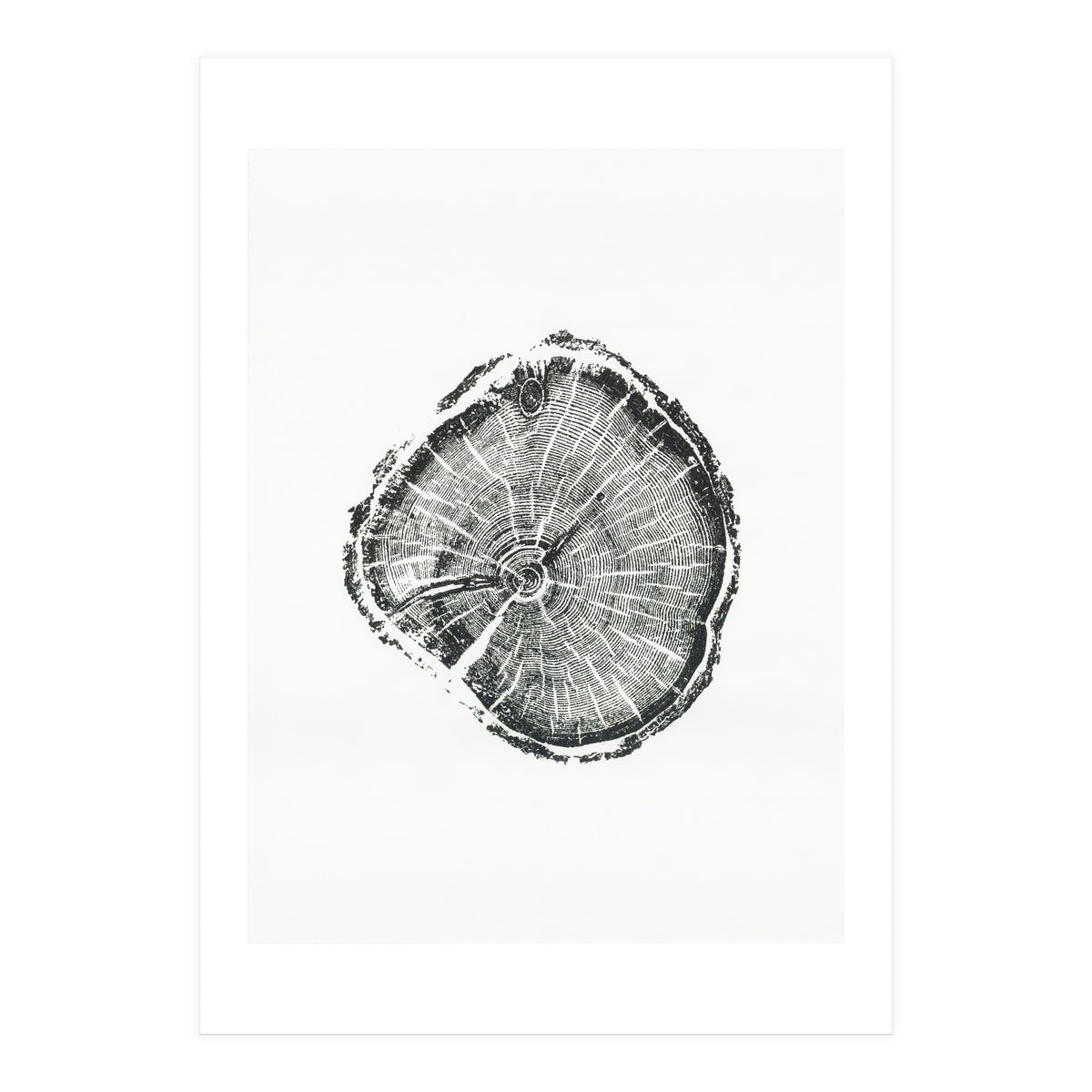 Tree Ring Print, Albion Basin, Utah, Pine Tree Print (Print Only)