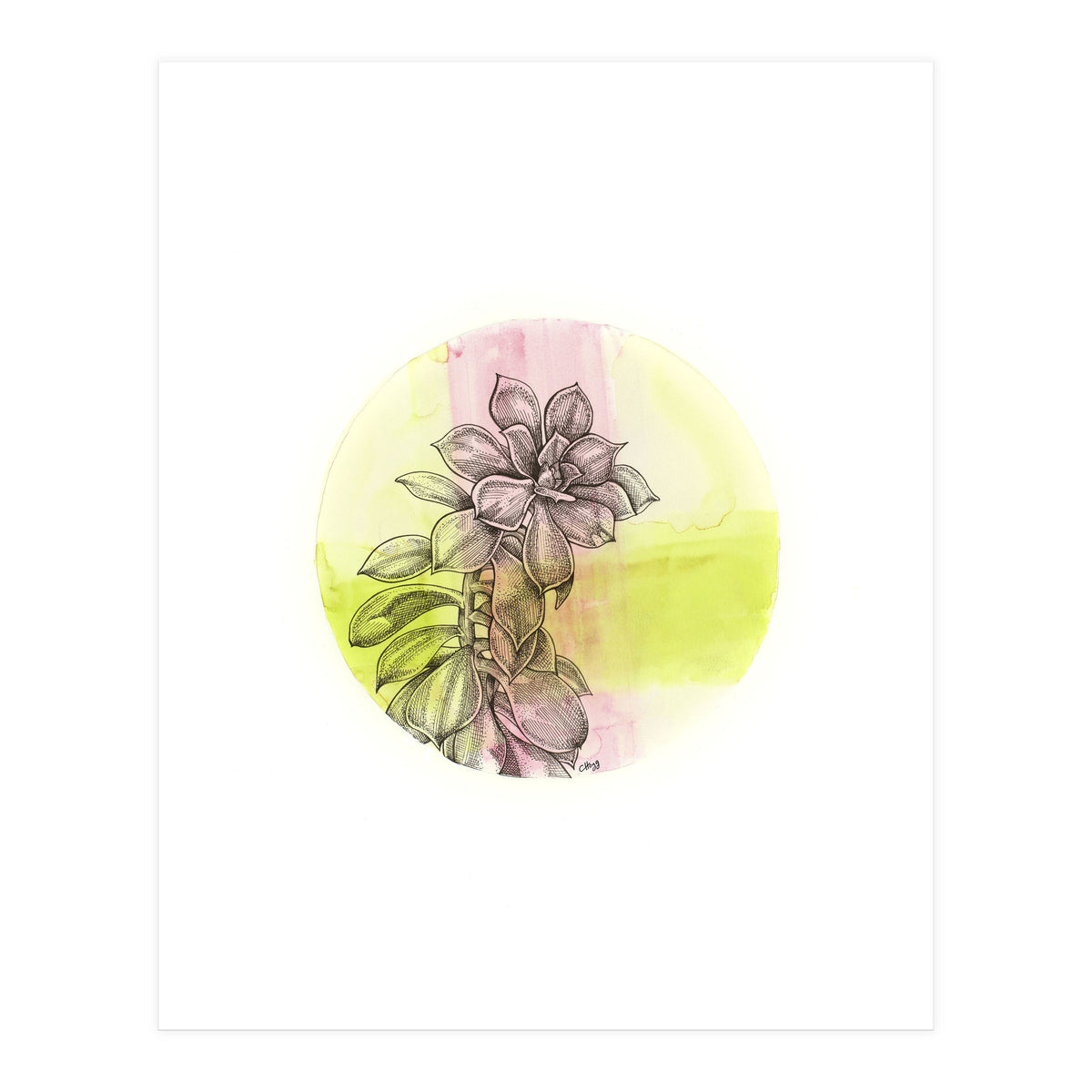 Succulent On Pink And Green (Print Only)