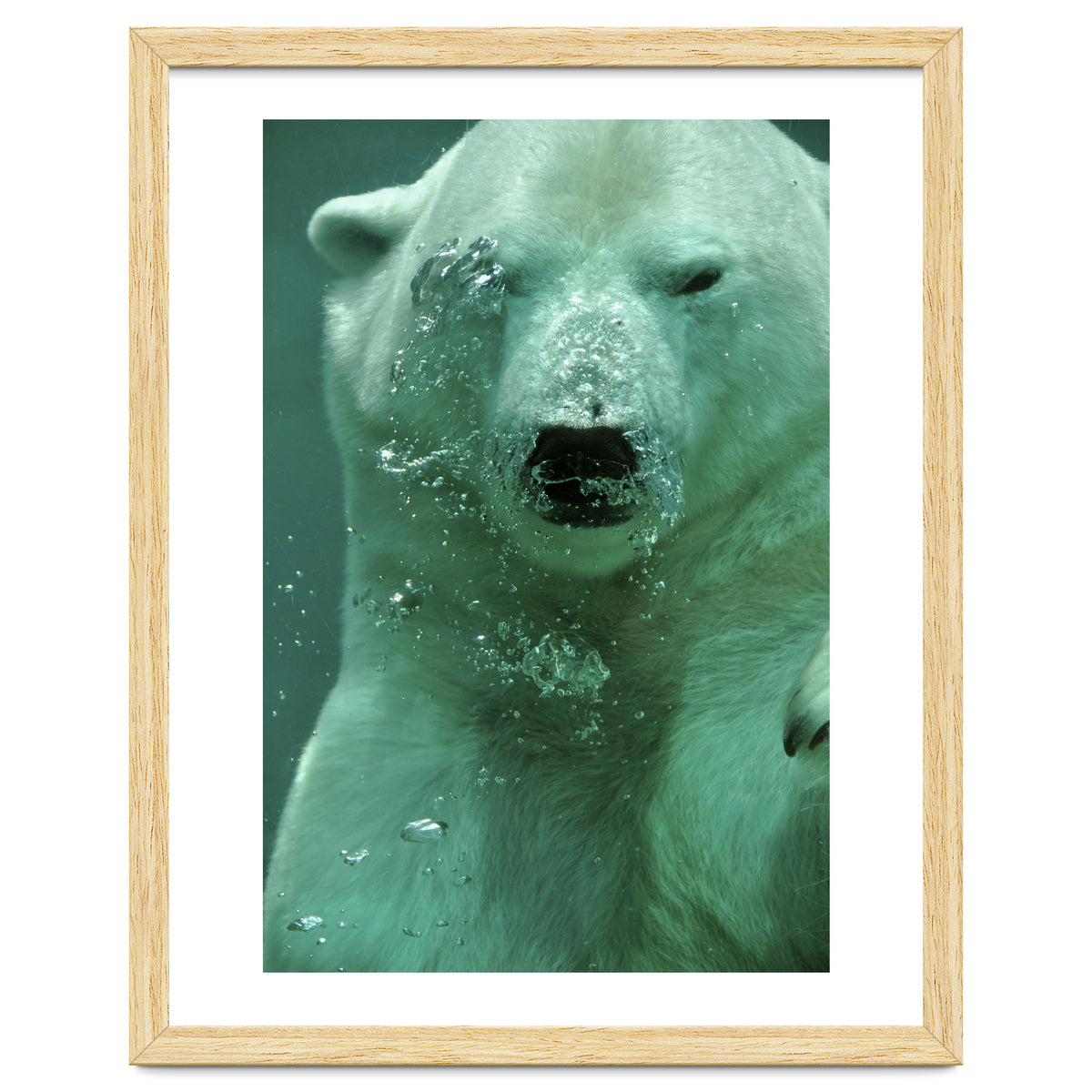 Polar Bear Under Water