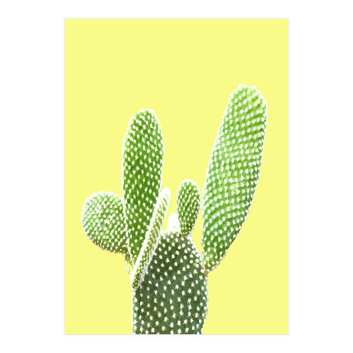 Cactus Yellow Background (Print Only)