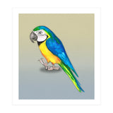 Blue and yellow macaw (Print Only) thumbnail
