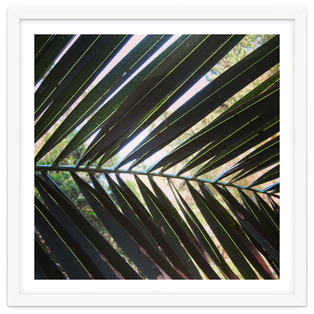 Palm leaf