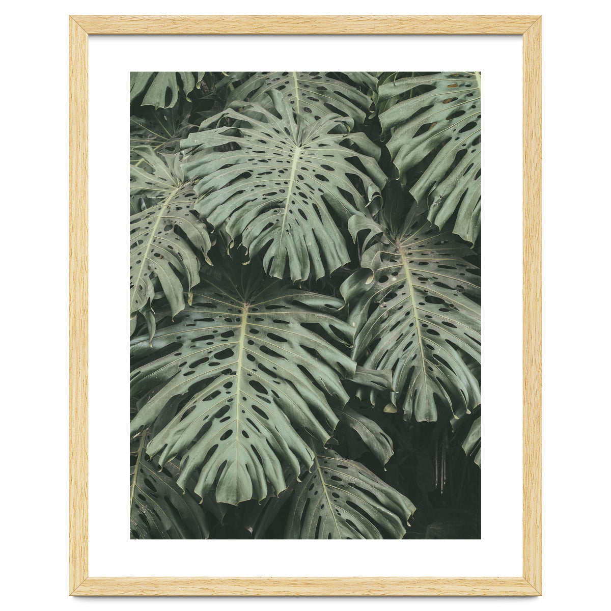MONSTERA LEAVES
