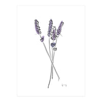 Lavender (Print Only)
